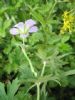 Geranium Vlassowianum Extract 